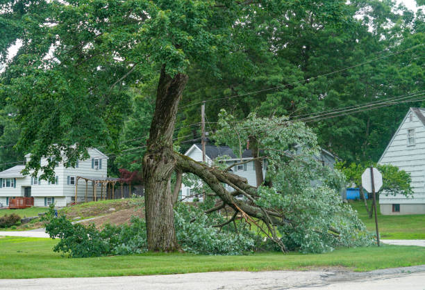 How Our Tree Care Process Works  in  Sun City Center, FL